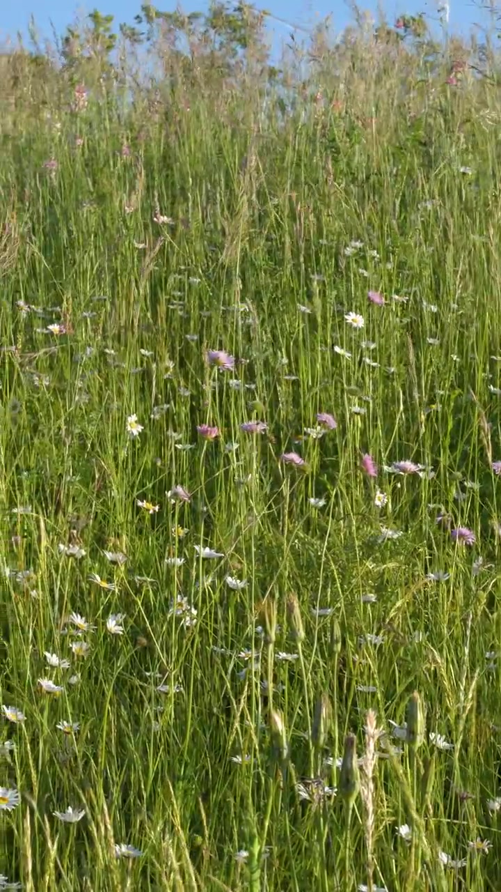 Ampia inquadratura statica di margherite e fiori selvatici in fiore in un rigoglioso campo verde estivo.