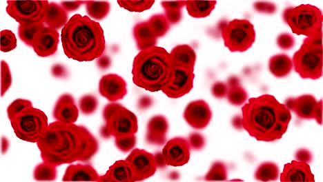 falling red roses.