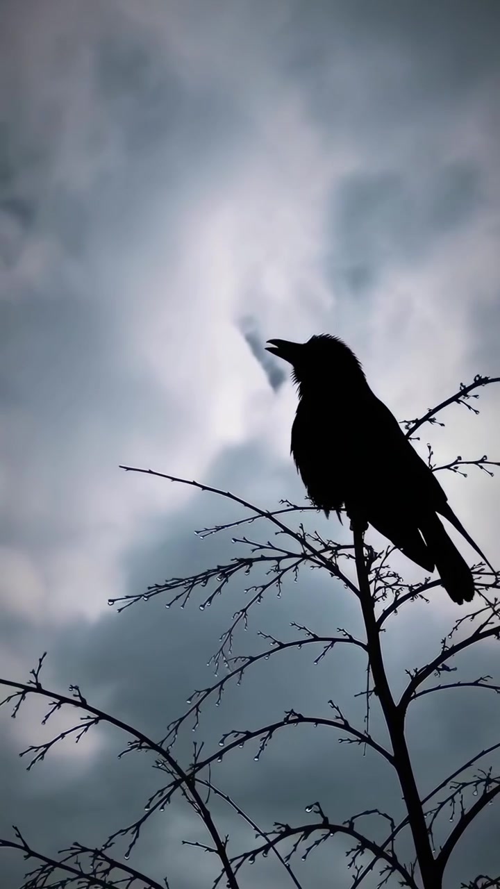 Silhouette di un corvo appollaiato su un ramo spoglio di un albero contro un cielo scuro