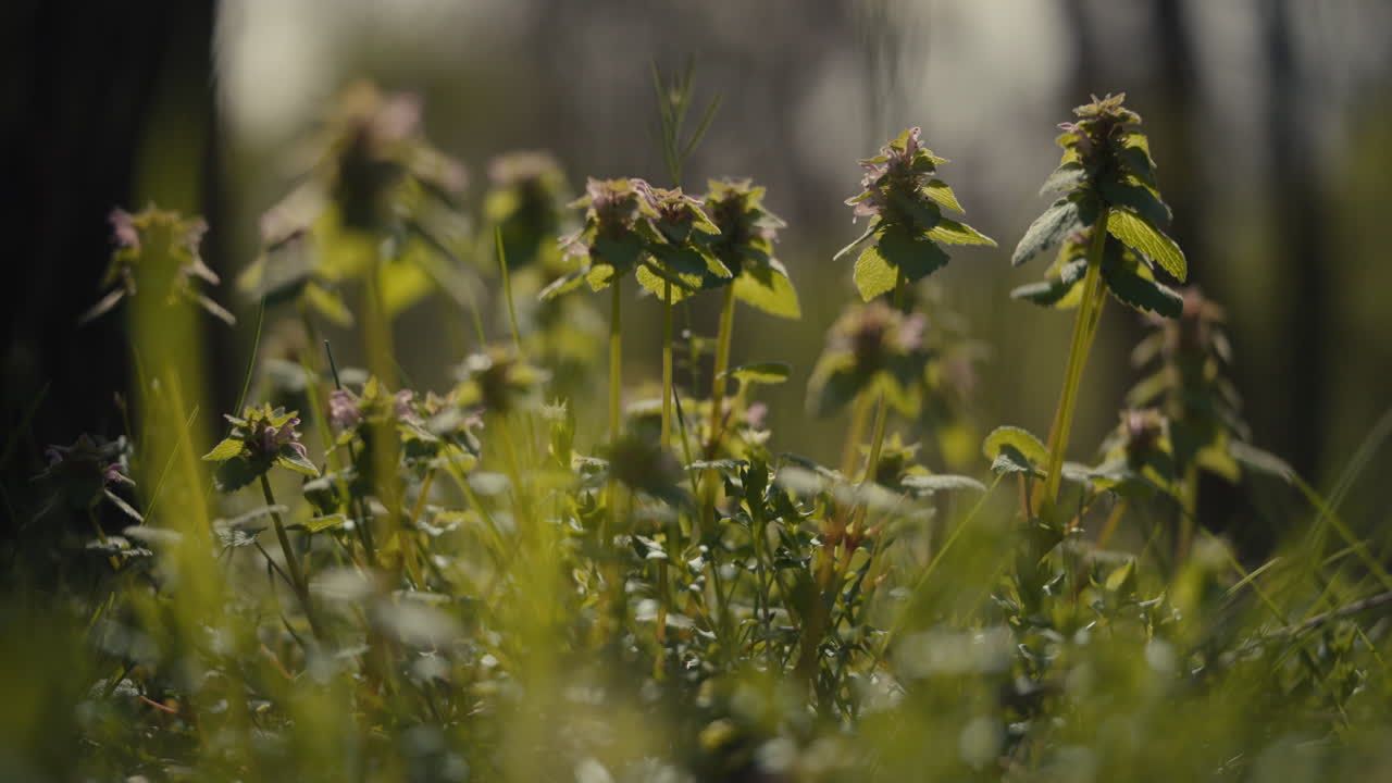 flores silvestres en un prado
