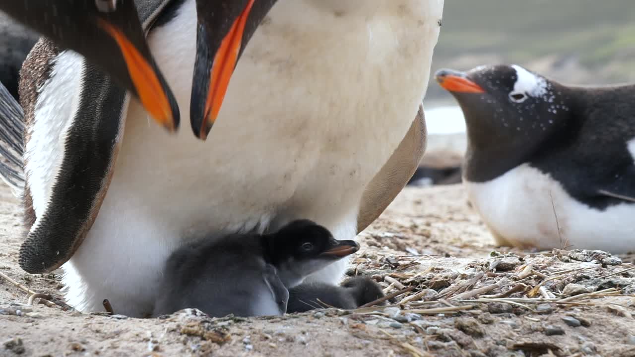 Gentoo penguins feeding it's chick