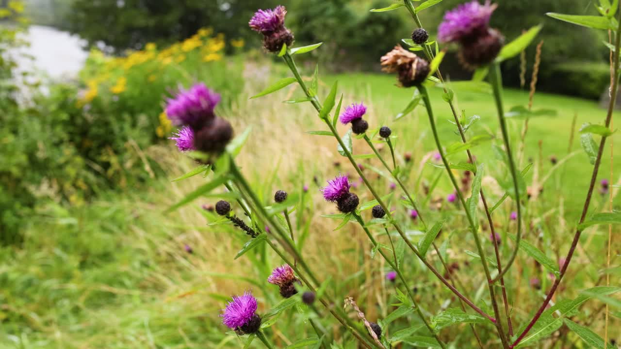 primer plano del cardo púrpura en un entorno natural