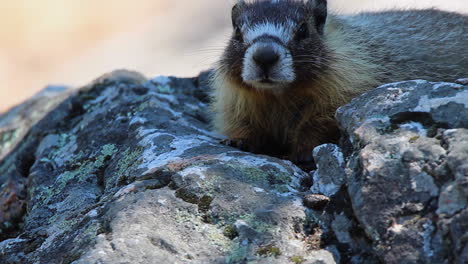 marmota de vientre amarillo en primer plano calentándose en roca caliente, mira a la cámara