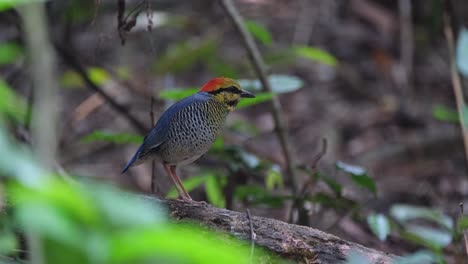 stooping a bit lower, a blue pitta hydrornis cyaneus proceeds to go out to the lower right side of the frame in a national park in thailand