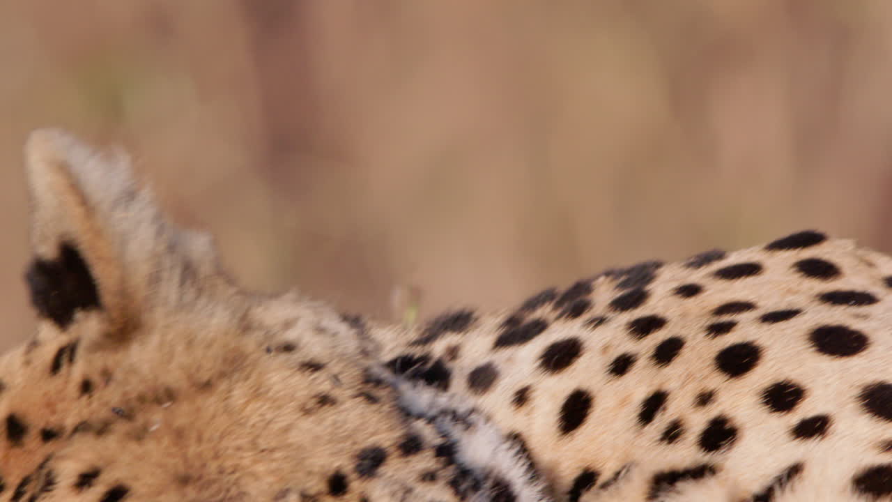 Close up follow shot of a cheetah's sleepy face