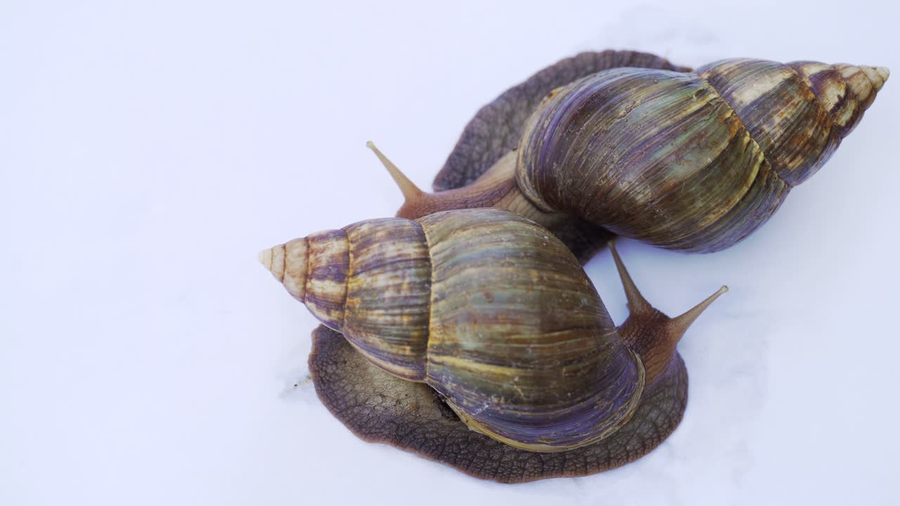 Two achatina snails on a white background creep and wiggle the horns. Use of snails in medicine and cosmetology