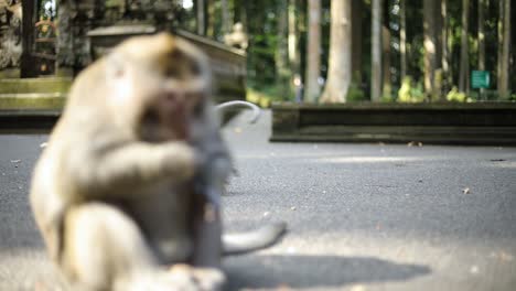 a shot of large balinese long-tailed monkey snacking on some peanuts