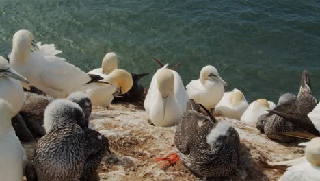 Flock-of-gannet-birds-enjoy-sunny-day-on-rocky-ocean-coastline,-close-up-view