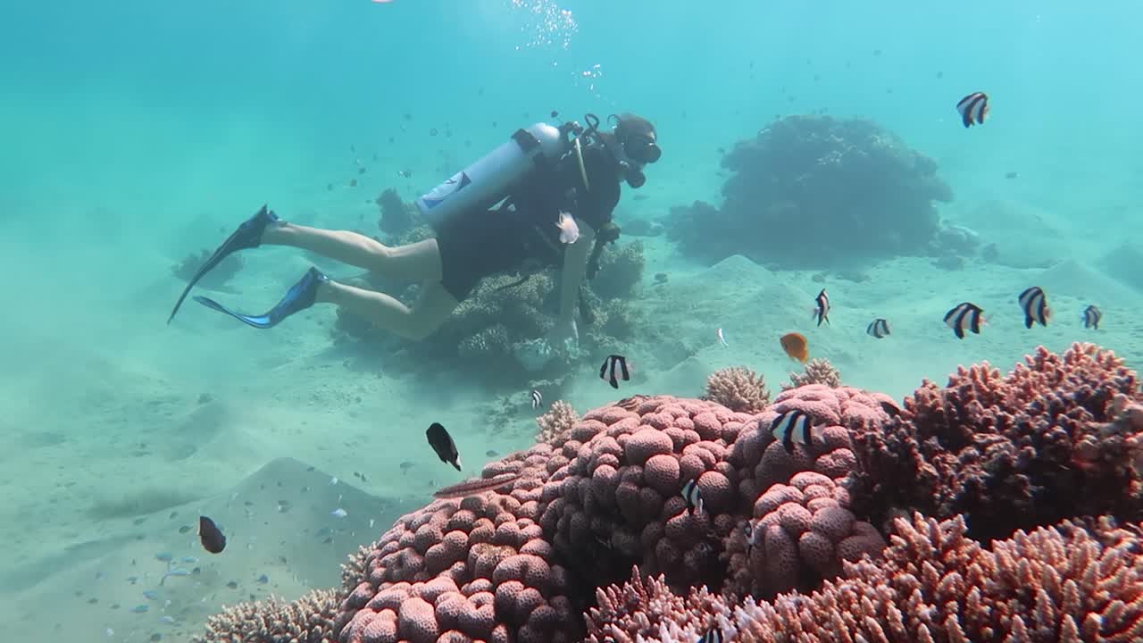 fotografía en cámara lenta de un grupo de buceo explorando los hermosos arrecifes de coral