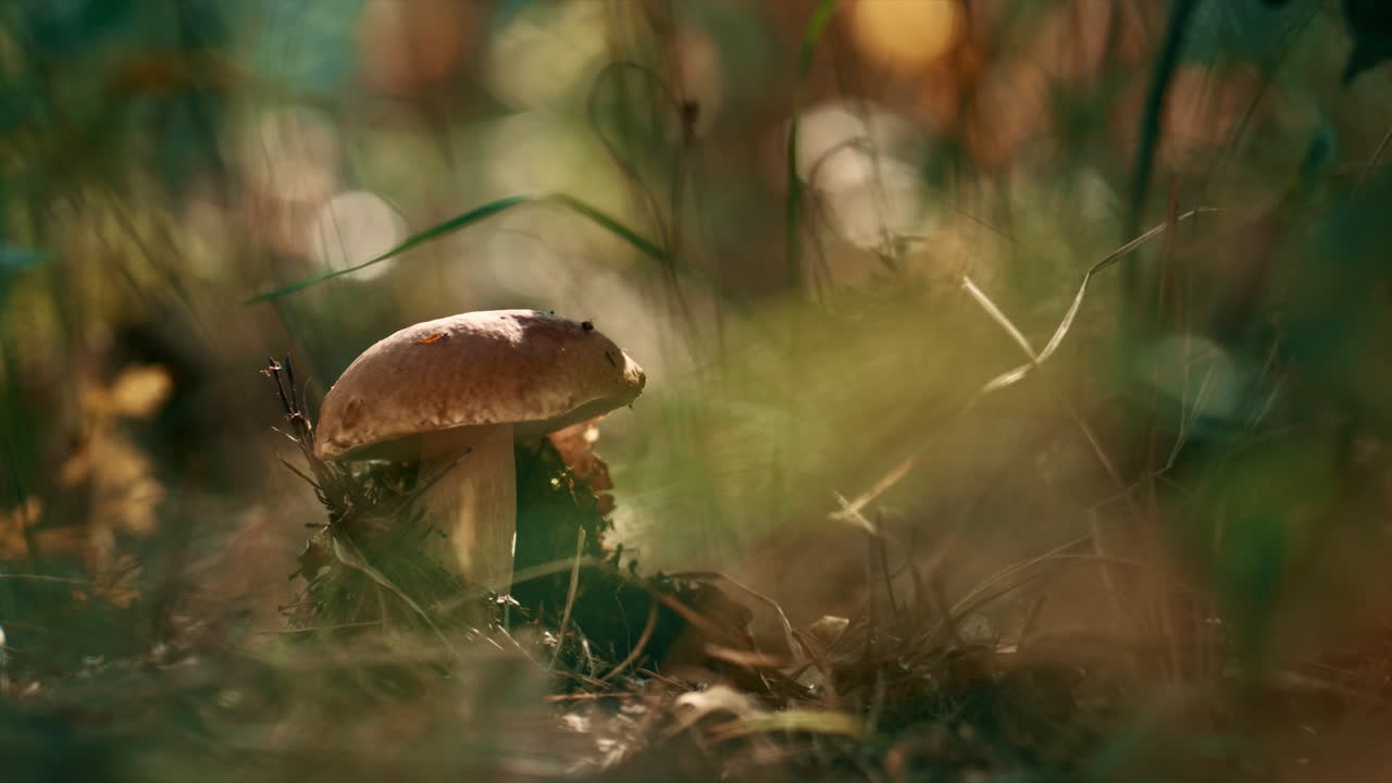 Forest edible brown mushroom growth in closeup woodland grass. Calm fall mood.
