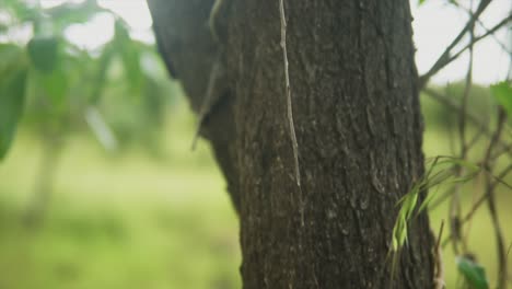 a close up shot tracking up the trunk of a tree, following the branches as the sun shines through the vibrant leaves