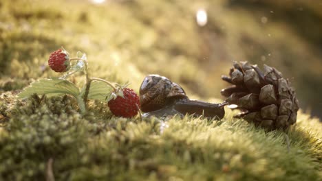 un caracol arrastrándose sobre el musgo con una fresa silvestre y una cono de pino