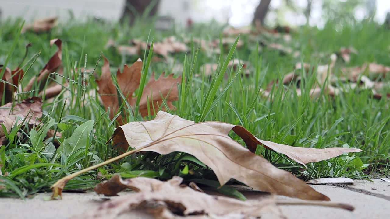Dry leaves on the grass