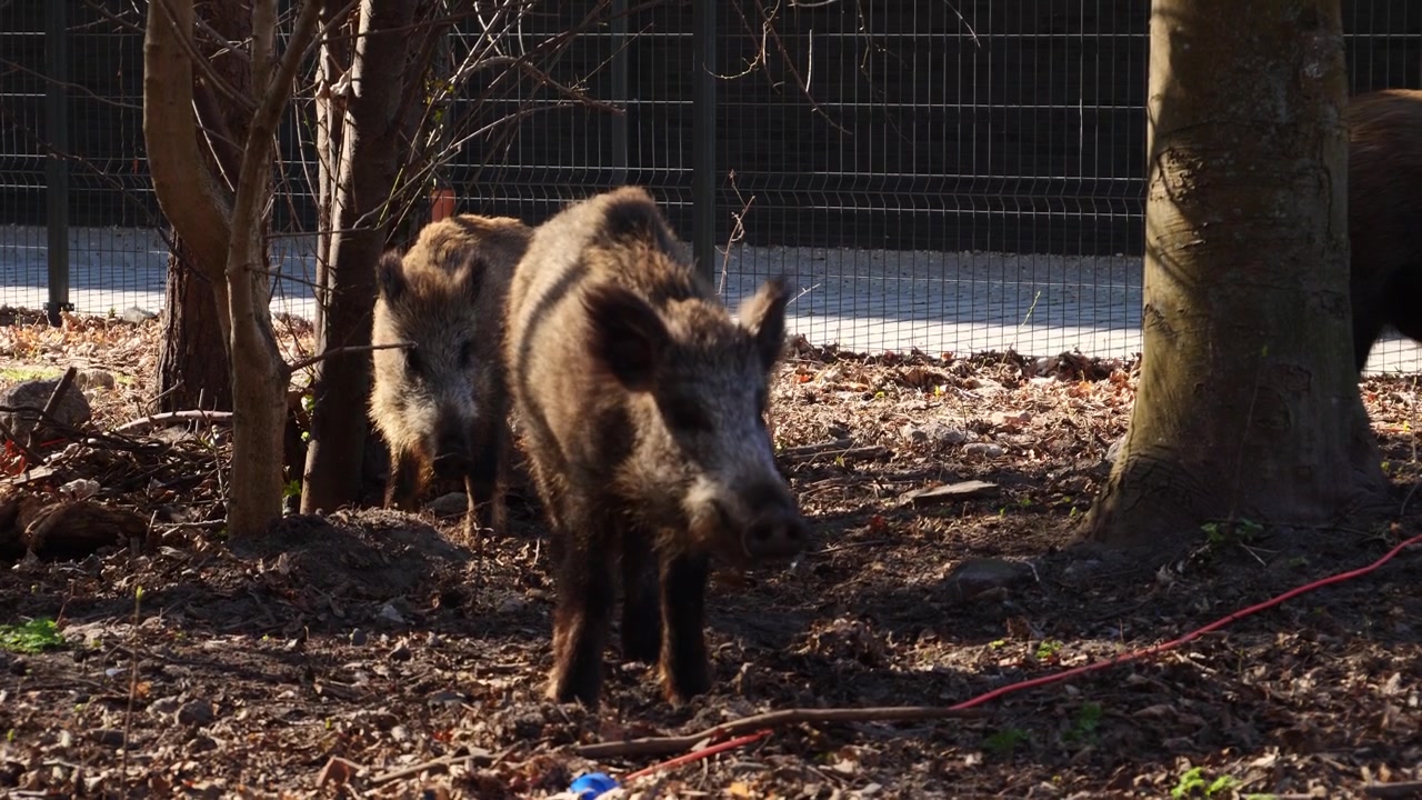 Famiglia di cinghiali con i cuccioli che cercano cibo e si rilassano in una giornata di sole nelle foreste costiere del Parco Paesaggistico Costiero di Hel, Polonia. Autentica fauna selvatica baltica nel suo habitat naturale