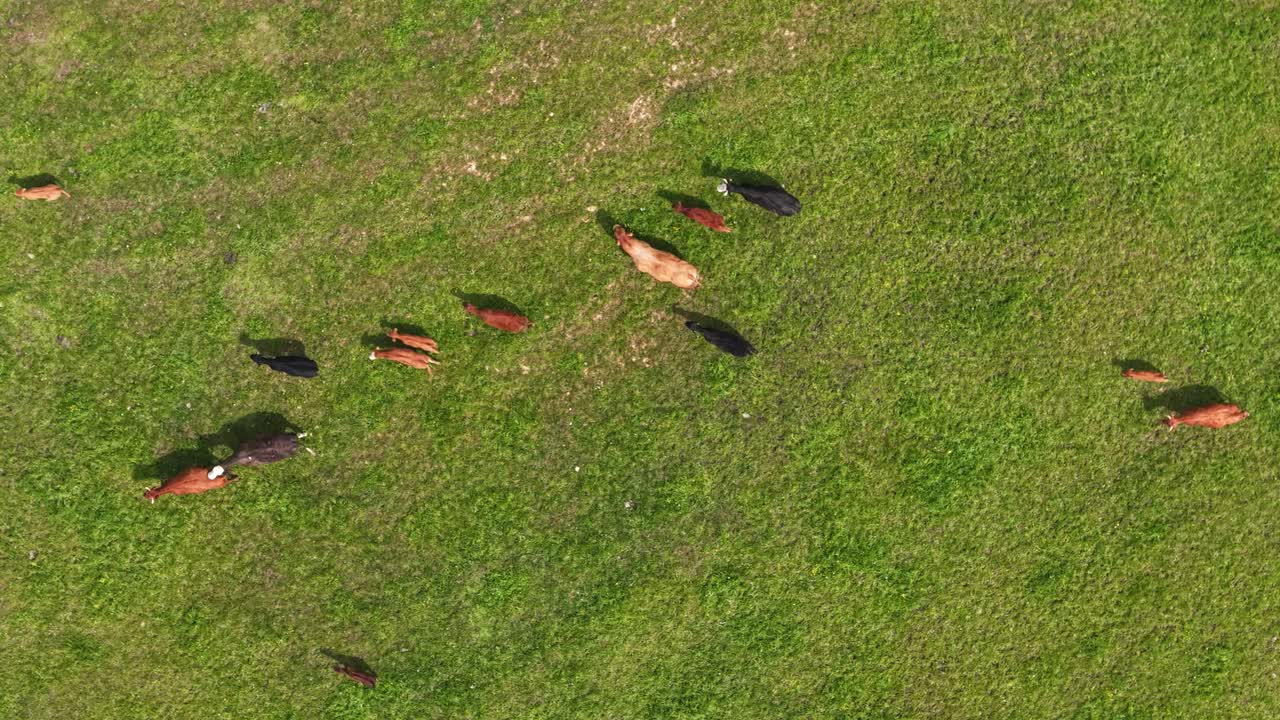 Aerial overhead establishing of cattle grazing and resting across expansive green meadow