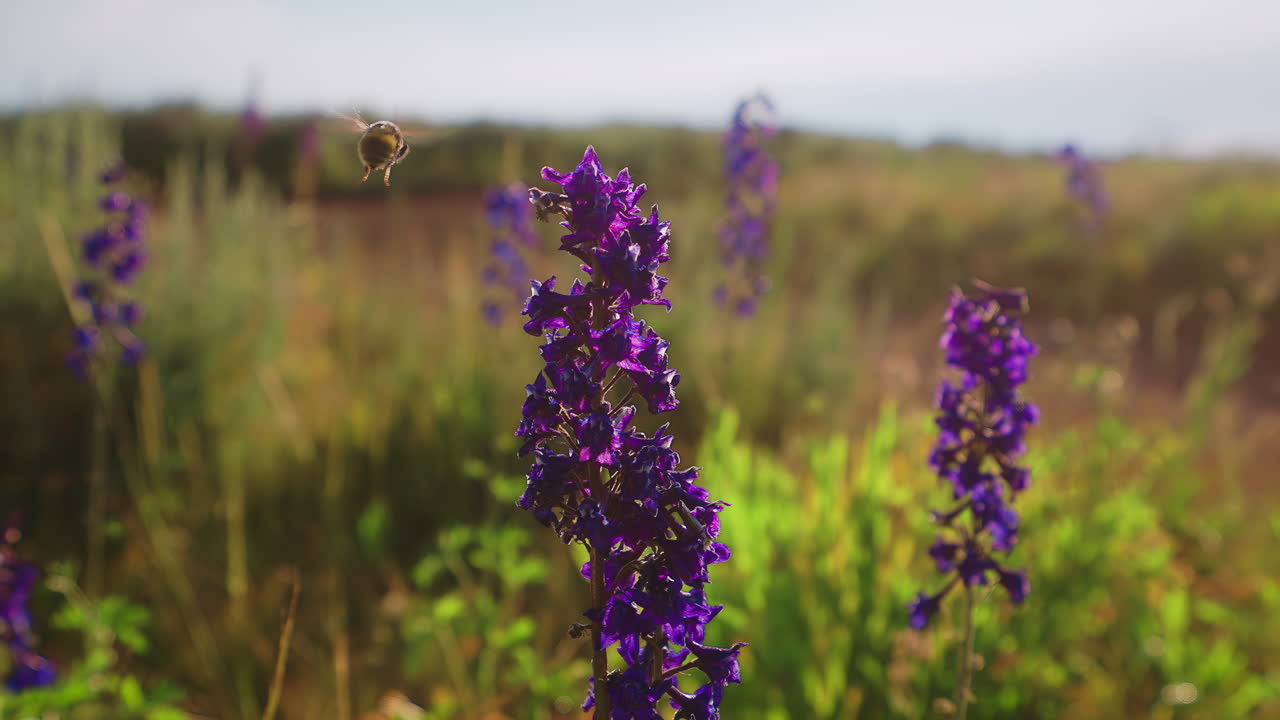 Bee Pollinating Over Larkspur Delphinium Blooming Flowers. Zoom Out Shot