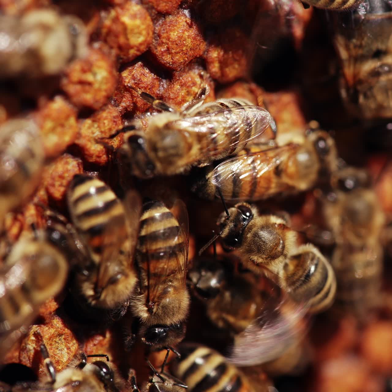 Busy bees working fluttering wings on a honeycomb. Bees packing honeycomb full of organic honey. Macro shot