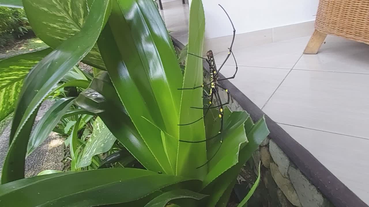 먹이를 기다리는 거미줄에 매달려 있는 거대한 거미