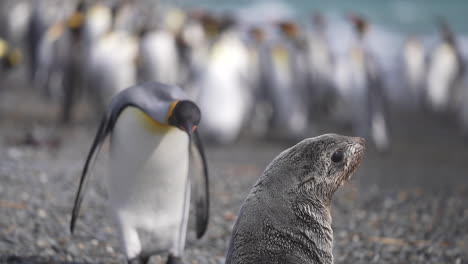 Una-Cría-De-Lobo-Fino-Antártico-Y-Un-Pingüino-Rey-Uno-Frente-Al-Otro,-Especie-Animal-En-La-Reserva-Protegida-De-La-Isla-De-Georgia-Del-Sur