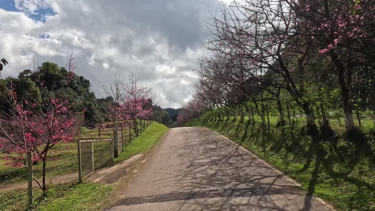 꽃 이 피는 나무 들 이 줄지어 있는 길 을 따라 경치 좋은 산책
