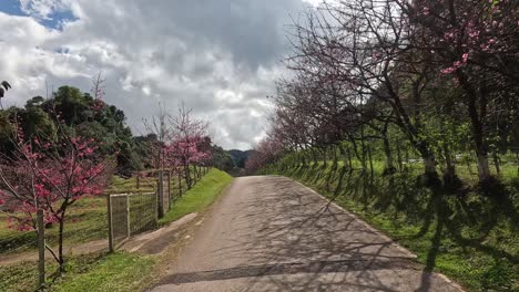 a scenic walk through a path lined with flowering trees