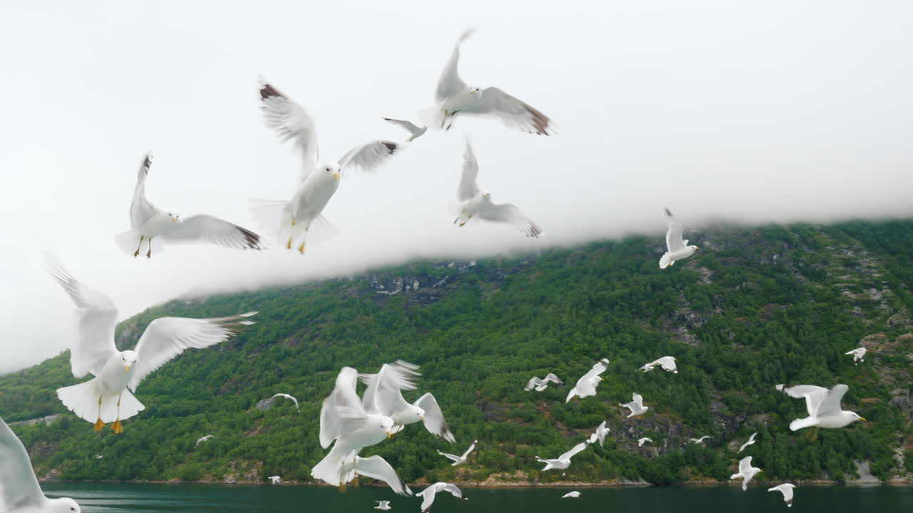 그림 같은 산과 피요르드를 배경으로 날아가는 갈매기 떼