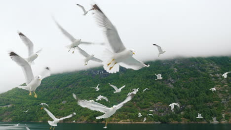 a flock of seagulls in flight against the background of picturesque mountains and fjords