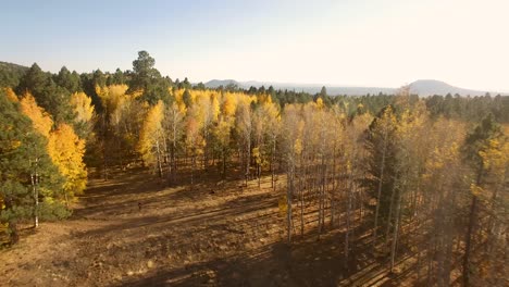 aerial, drone fly from open field to aspen tree grove, flagstaff, arizona