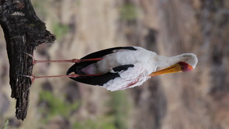 vertical view of yellow-billed stork standing on the tree branch