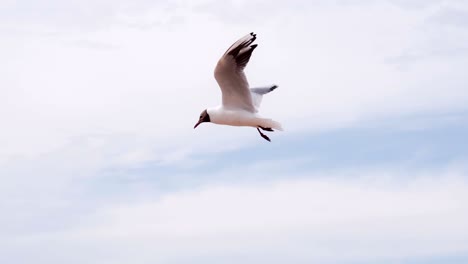 pair of seagulls hovering