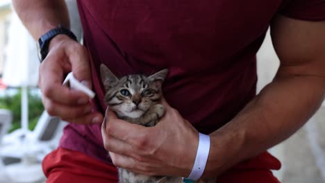 person caring for a kitten by cleaning its eye