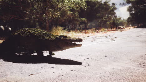 crocodile walking along a dusty path in a natural setting during daytime