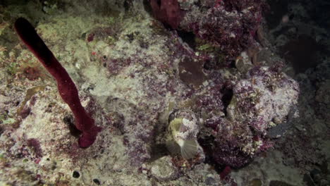 balloonfish flapping a red tubular sponge in the caribbean sea as is being pulled by the underwater current