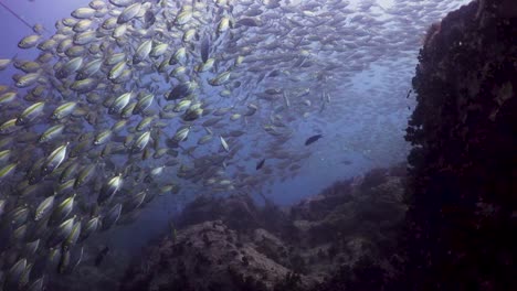 Large-school-of-Fusilier-fish-shot-from-below-at-Chumphon-Pinnacle-in-Koh-Tao