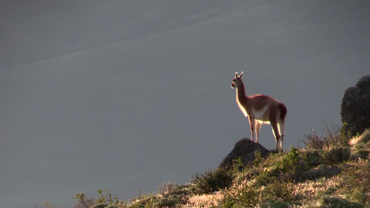 américa del sur - un hermoso guanaco parado en una colina rocosa abriendo su boca en el aire - tiro ancho