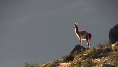 south america - a lovely guanaco standing on a rocky hill opening his mouth into the air - wide shot