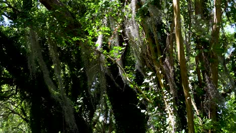 Willows-in-Charleston-park