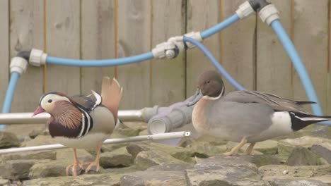 mandarin duck and mallard duck