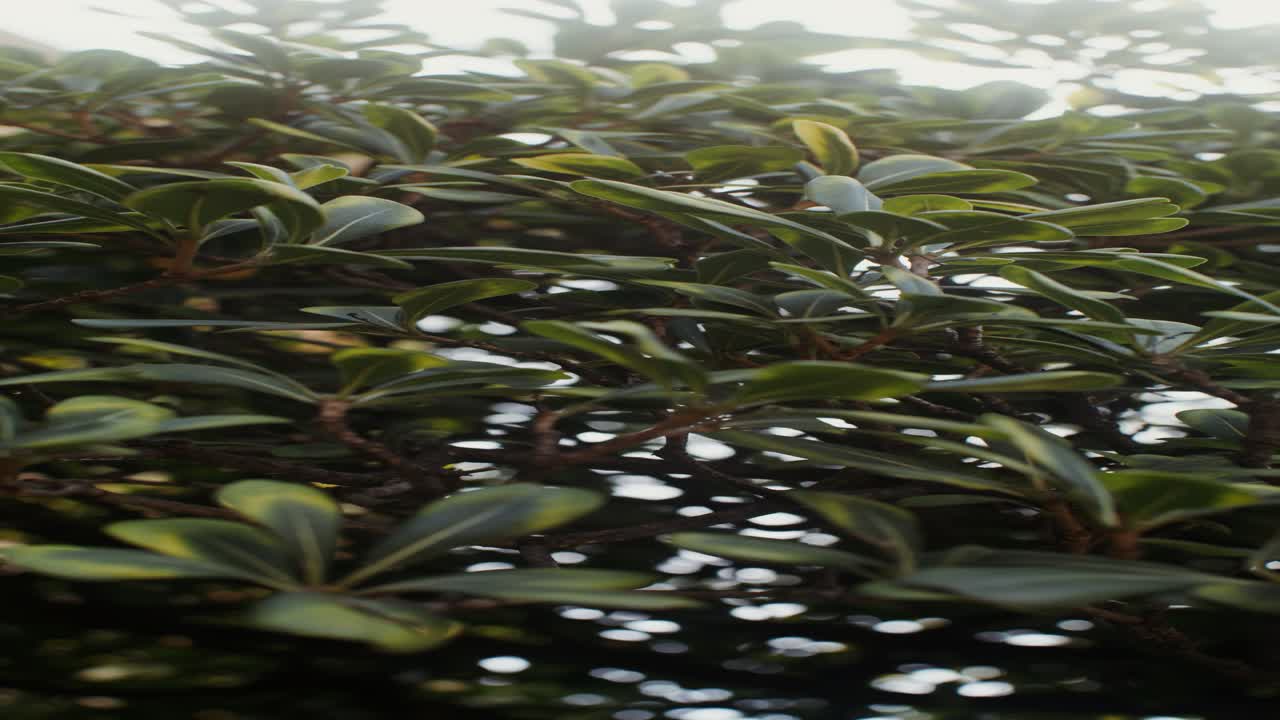 울창 한 초록색 잎자루 의 클로즈업