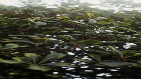 close-up of lush green foliage