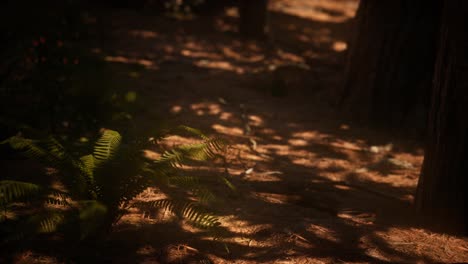 early morning sunlight in the sequoias of mariposa grove