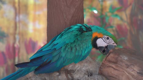 Exotic-blue-and-yellow-macaw,-ara-ararauna-with-vibrant-plumage,-rubbing,-bill-wiping,-cleaning-its-beak-against-the-wood-at-Langkawi-wildlife-park,-birdwatching-close-up-shot