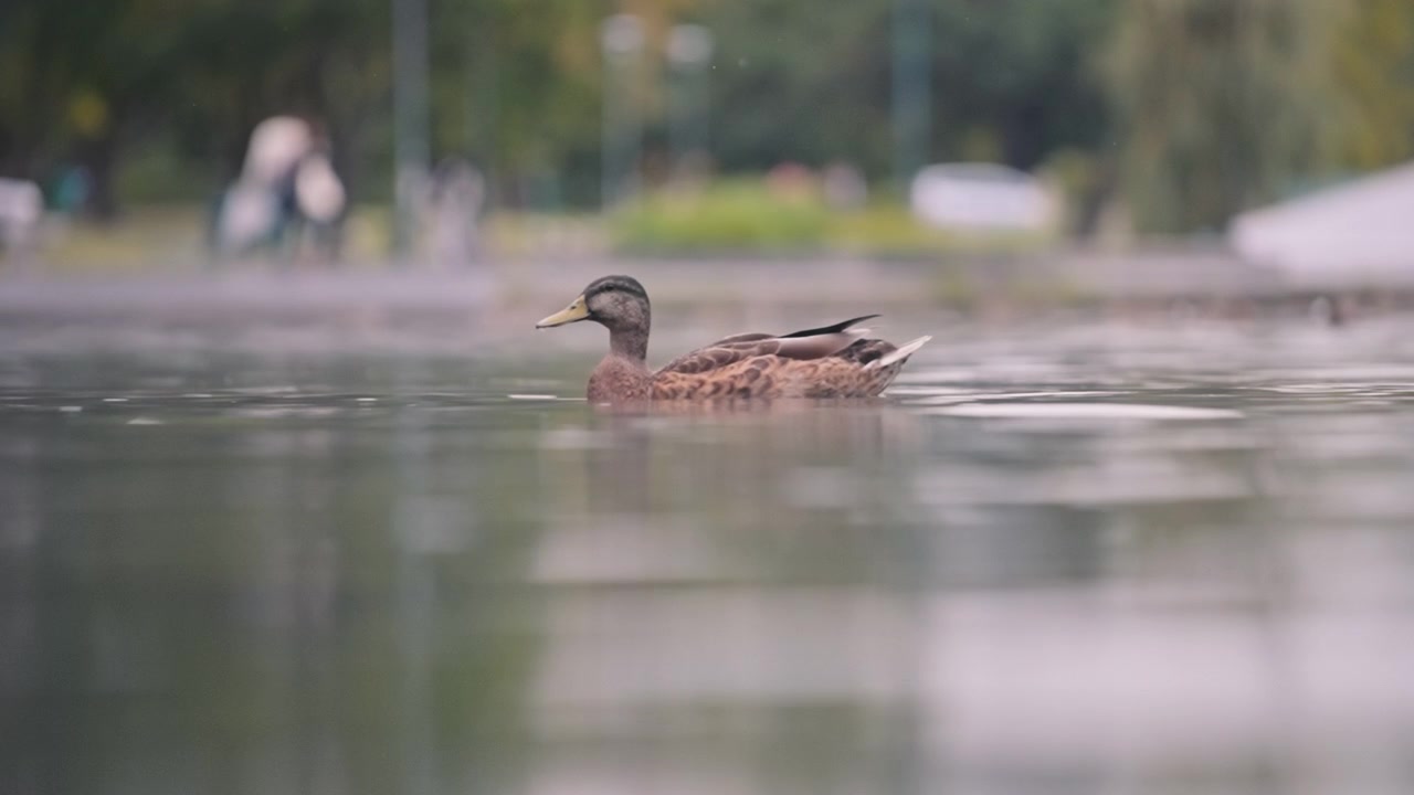Anatra che galleggia mentre piove