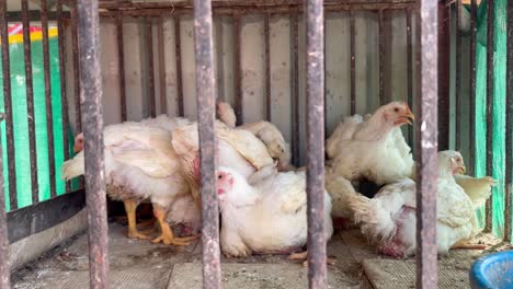 broiler chickens in a poultry farm
