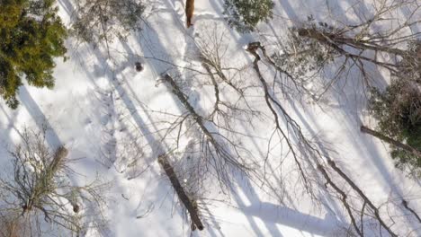 tracking two deer walking through a winter forest with long shadows aerial close up