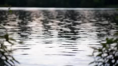 a serene waterscape: captivating reflections on a tranquil lake, with gentle ripples dancing over the surface as nature's beauty unfolds in the early evening light