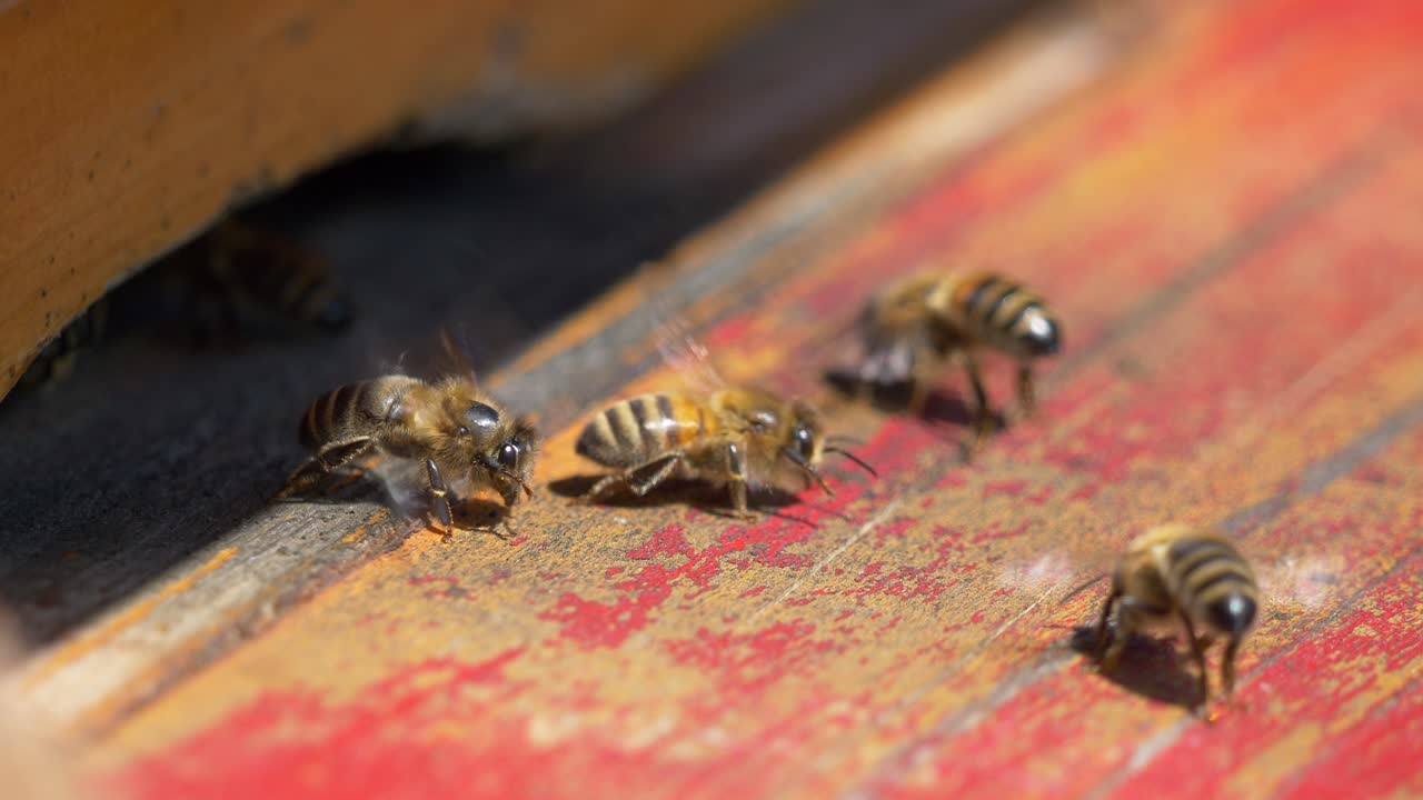 Macro shot of many bees entering and leaving bee house beehive at sunny day. Working team of bees in summer