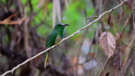 El-Abejaruco-De-Barba-Azul-Se-Encuentra-En-La-Península-De-Malaya,-Incluida-Tailandia,-En-Claros-De-Bosques-Particulares