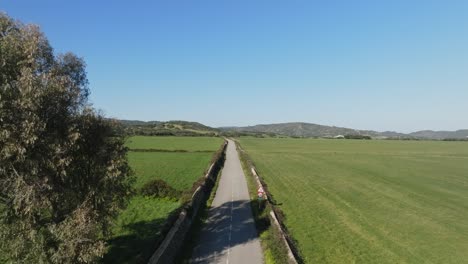 large tree casts shadow over rural country road with rock wall and farm field, aerial