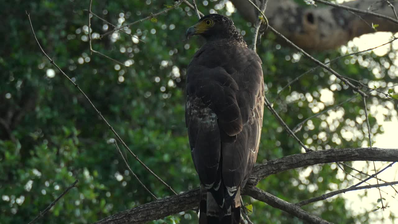Solitary eagle perched on branch in Yala National Park, calm and alert in nature